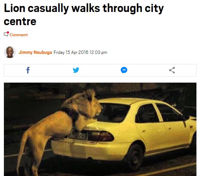 Tin tức về con sư tử được thả xuống phố đã xuất hiện từ năm 2016.