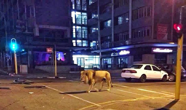 Bức hình sư tử đi bộ trên phố được chia sẻ cùng thông tin đây là chính sách của Nga áp dụng để hạn chế người dân ra đường trong mùa Covid-19 khiến nhiều người hoang mang.