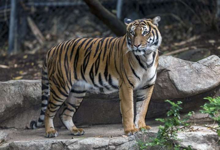 Một con hổ ở sở thú New York, Mỹ nhiễm Covid-19.
