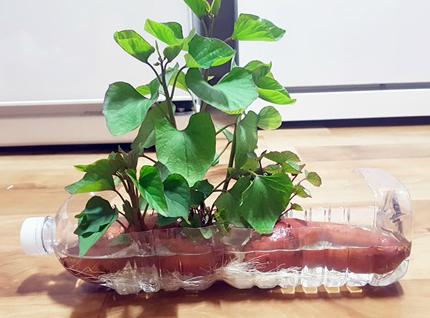 Còn đây là cây khoai lang được trồng trong một chiếc chai nhựa tự chế.