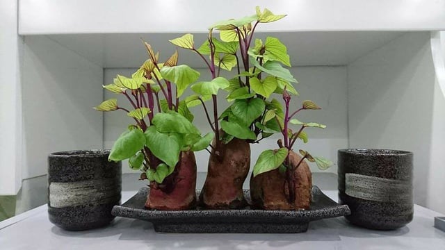 Bonsai khoai lang vừa đẹp mắt lại còn không tốn chi phí trồng như các loại cây cảnh khác.