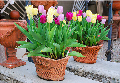 Hoa tulip không nên trồng trong nhà
