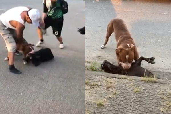 Chú chó Pitbull hung dữ cắn chết một con dê giữa đường.