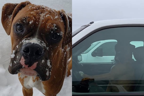Chú chó bấm còi ô tô inh ỏi để gọi chủ nhân quay lại xe.