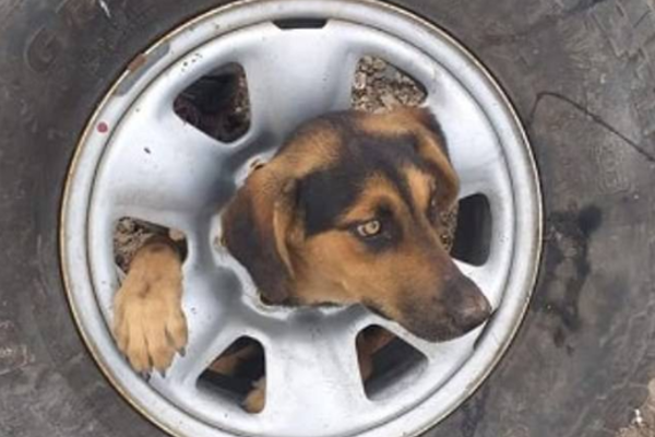 Chẳng hiểu nghịch dại ra sao mà chú chó có thể chui lọt vào lốp ô tô khiến chủ nhà mất hàng tiếng đồng hồ để giải cứu