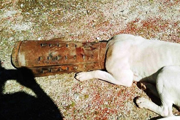 Thêm một chú chó này giãy giụa tuyệt vọng khi chui đầu vào ống và không thể tìm được cách thoát thân.