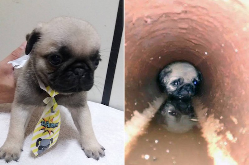 Còn đây là một chú chó nhỏ bị mắc kẹt trong một ống nước tại công trường xây dựng đã may mắn được chủ nhân giải cứu thành công.