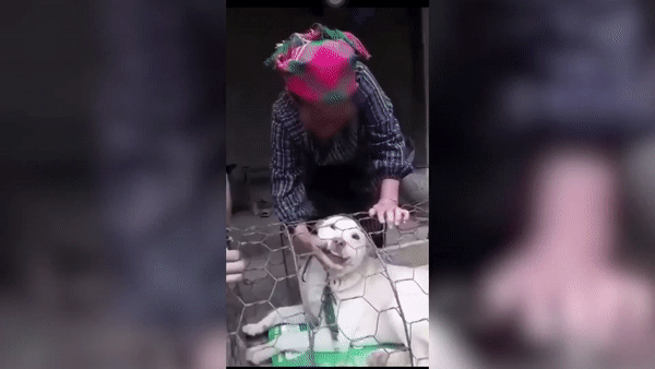 Bà cụ khóc nức khở khi phải bán chú chó mình yêu quý. (Ảnh cắt từ clip)