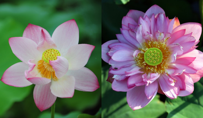 Hoa sen (bên phải) có nhiều lớp cánh nhỏ sát đài hoa hơn so với hoa quỳ.