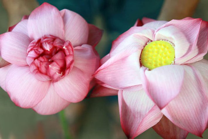 Hoa sen (bên trái) có nhiều lớp cánh nhỏ bên trong và hoa quỳ (bên phải).  