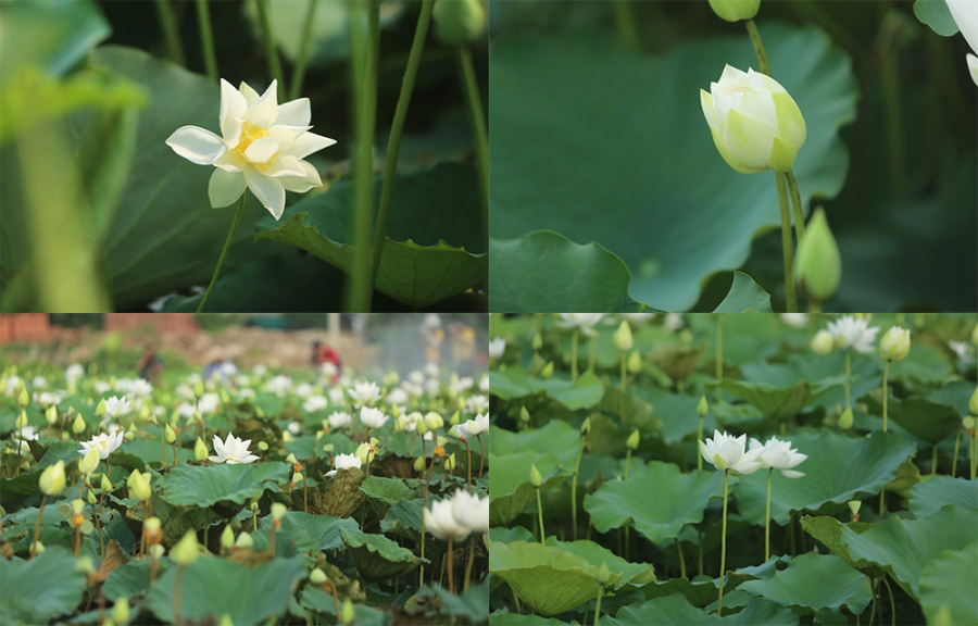 Hoa sen trắng có nguồn gốc từ Ấn Độ. (Ảnh: Hà Nội mới)