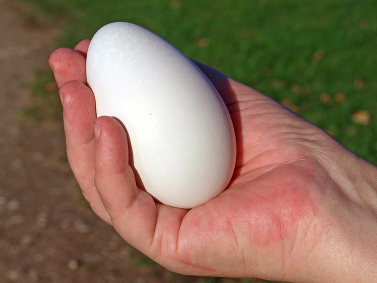 Trứng ngỗng to hơn trứng gà, trứng vịt nhưng giá trị dinh dưỡng không bằng.