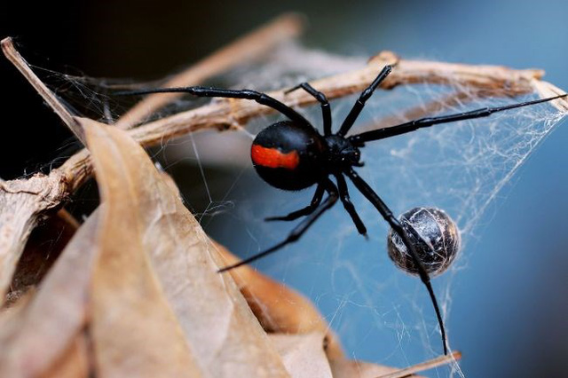 Hình ảnh loài nhện độc cắn 3 đứa trẻ suýt nguy kịch.