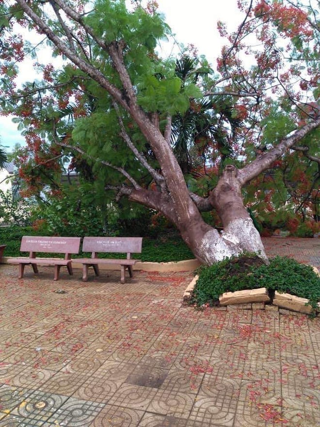 Hình ảnh cây phượng cổ thụ bật gốc trong khuôn viên trường tiểu học ở Đồng Nai.