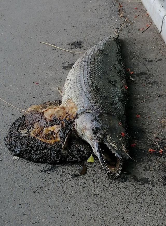 Hình ảnh xác của con vật, nghi là cá sấu hỏa tiễn nằm trên đường đi tại Công viên Thống Nhất