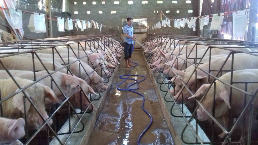 Giá heo hơi trên cả nước ngày 11/6 vẫn dao động ở mức cao