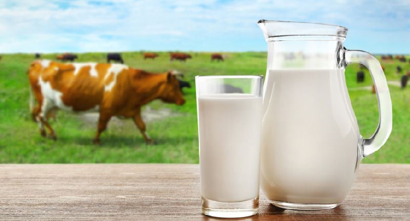 Sữa và các thực phẩm từ sữa có thể làm rối loạn nội tiết.