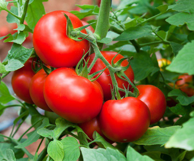 Cà chua là loại quả ăn nhiều cũng không làm bạn béo.
