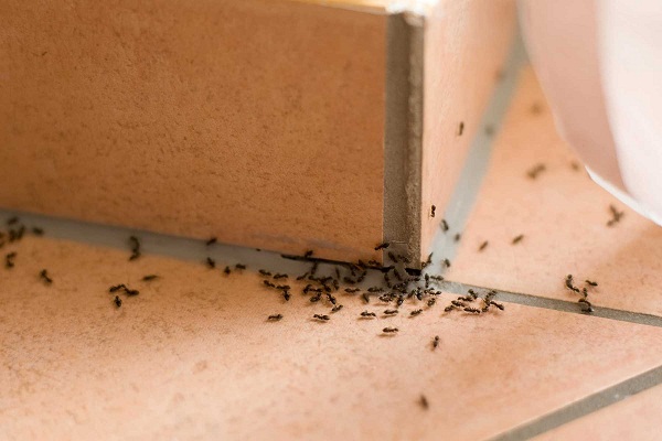 Bạn có thể đuổi cả đàn kiến ra khỏi nhà chỉ bằng những nguyên liệu đơn giản.