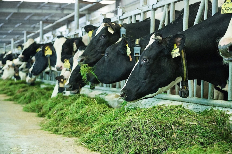 Vùng nguyên liệu sữa tươi lớn với 12 trang trại đạt chuẩn quốc tế góp phần giúp sản phẩm sữa tươi của Vinamilk dẫn đầu phân khúc trong nhiều năm liền
