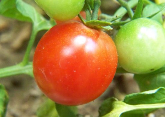 Mẹo chọn cà chua chín tự nhiên