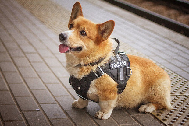 Chú chó này đã làm việc trong ngành cảnh sát được 7 năm (Ảnh mạng xã hội)