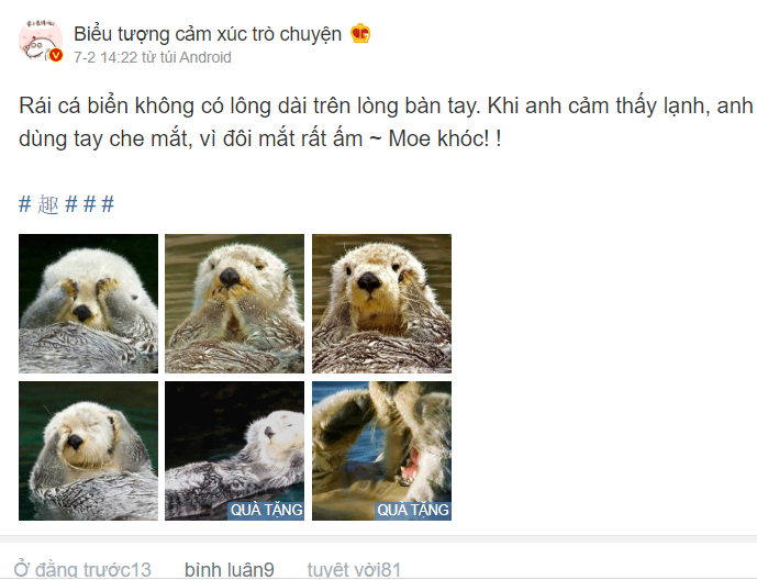 Loạt khoảnh khắc đáng yêu của chú rái cá trên mạng xã hội (Nguồn ảnh: Weibo Việt Nam)