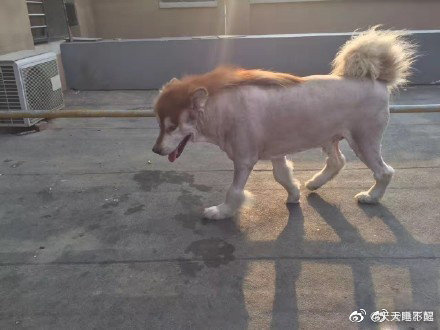 Nếu cho chú chó phát biểu cảm nghĩ, nó sẽ nói gì vào lúc này?! (Ảnh Weibo Việt Nam)