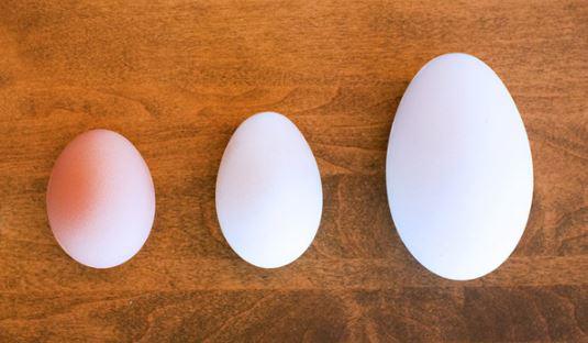 Trứng ngỗng không bổ hơn trứng gà