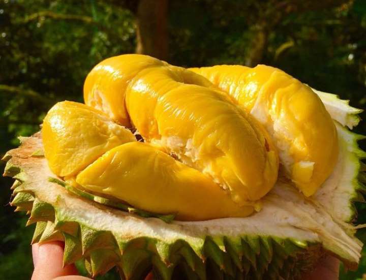 Người mang thai không nên ăn sầu riêng