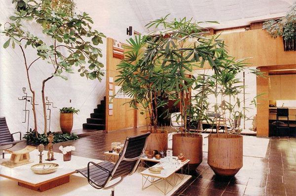 Trồng cây xanh trong phòng khách hút lộc khí vào nhà