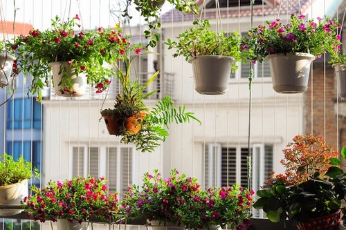 Không trồng hoa cây thân cao ở ban công