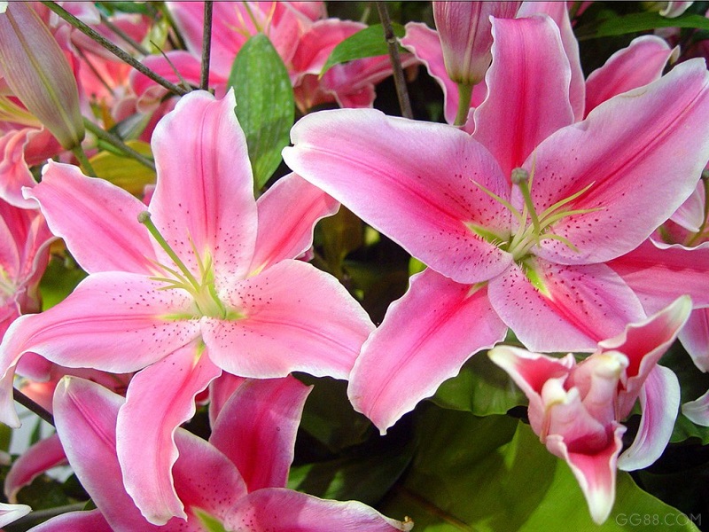 thap-huong-hoa-ly-la-dai-ky-01