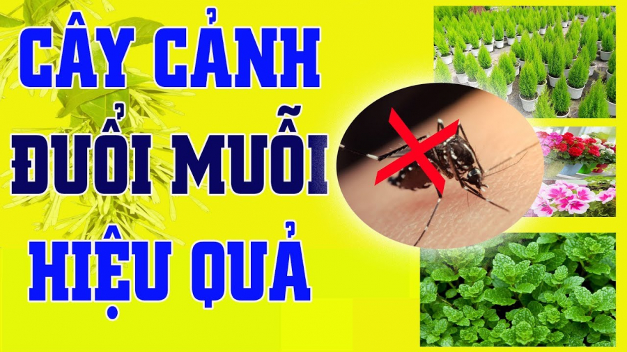 cay-duoi-muoi