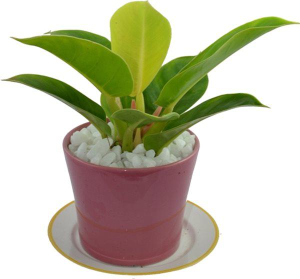 Cây phong thủy tốt cho gia chủ