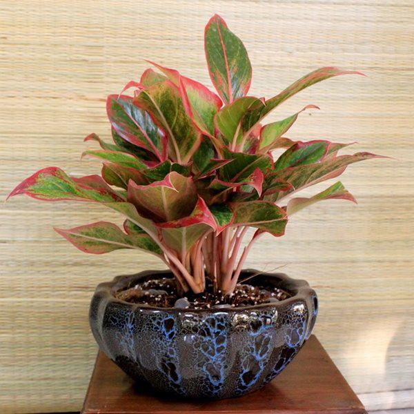 Đặt cây lên bàn thờ hút tài lộc vào nhà