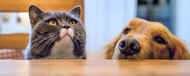  Cuối cùng chúng ta cũng có những bằng chứng sinh học để chấm dứt cuộc tranh cãi loài nào thông minh hơn: chó hay mèo?