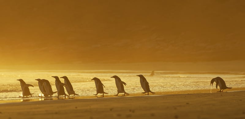 Đoàn quân cánh cụt tập thể dục