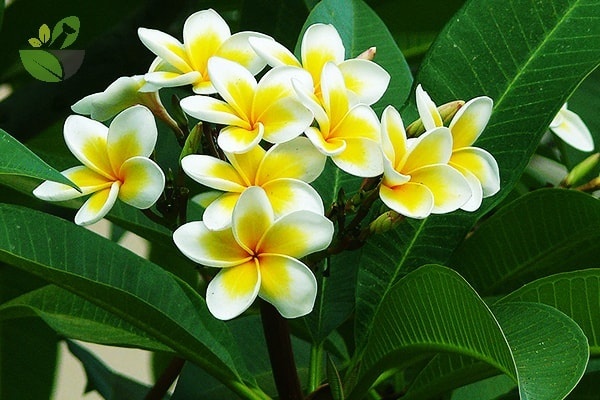 imgs.emdep.vn_Share_Image_2020_09_08_cay-hoa-dai-09530733