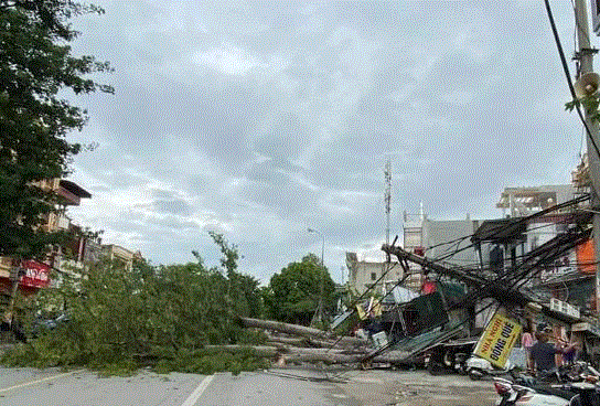 Gó lớn quật đổ cây xanh trên địa bàn TP.Thanh Hóa