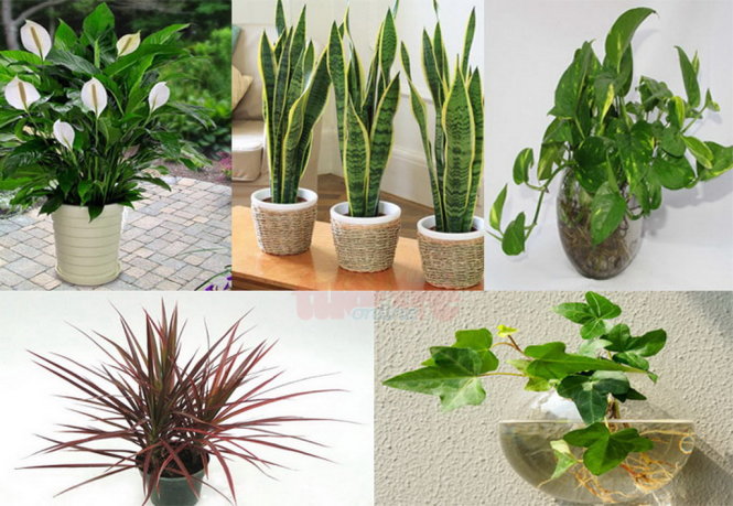Trồng cây phong thủy hút lộc