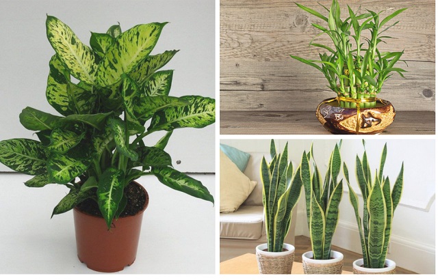 Trồng cây hút lộc