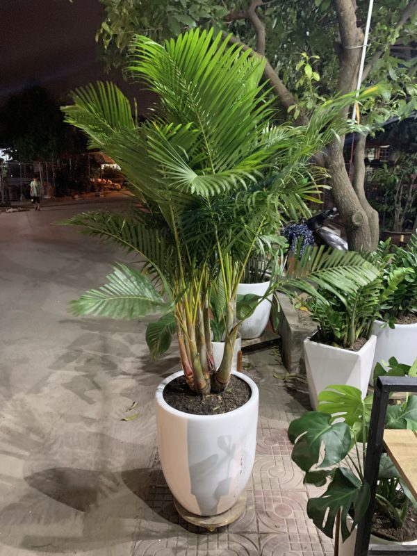 cay-canh-phong-thuy-01