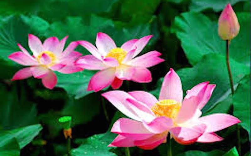hoa_sen