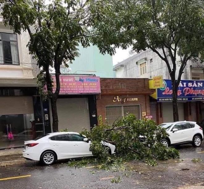 Bão số 9 khiến cây xanh bật gốc ở Gia Lai