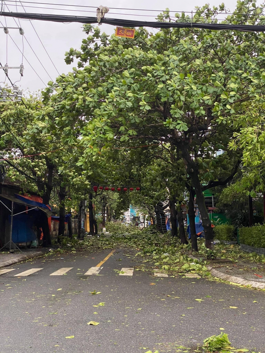 Đường phố Hội An cây cối bị xô đổ ngồn ngang (Ảnh: Báo Đất Việt)