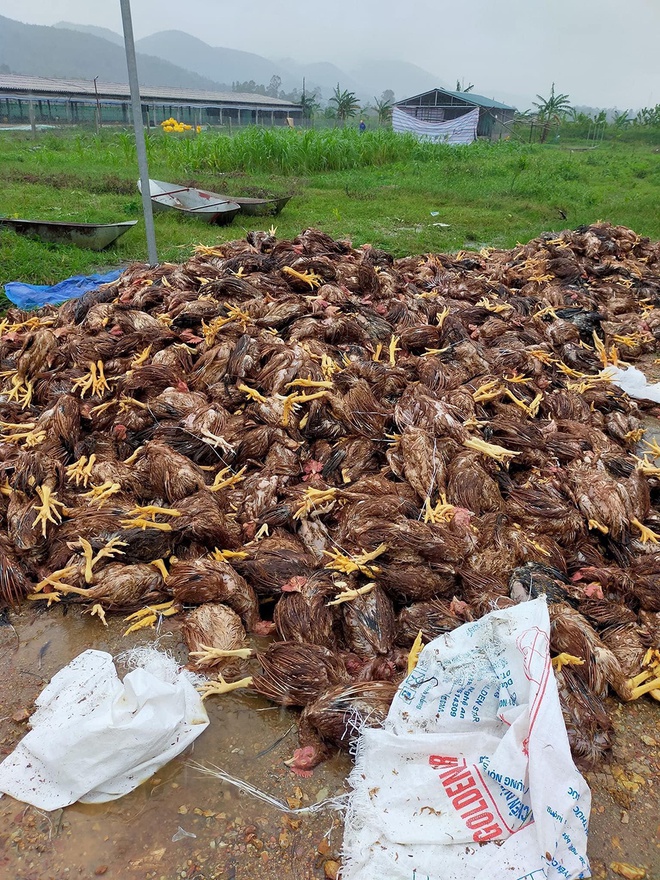 Mưa lớn nhiều ngày ở Nghệ An cộng với thủy điện xả lũ khiến số gà trong trang trại của anh Nhàn và anh Nhường chết hết.