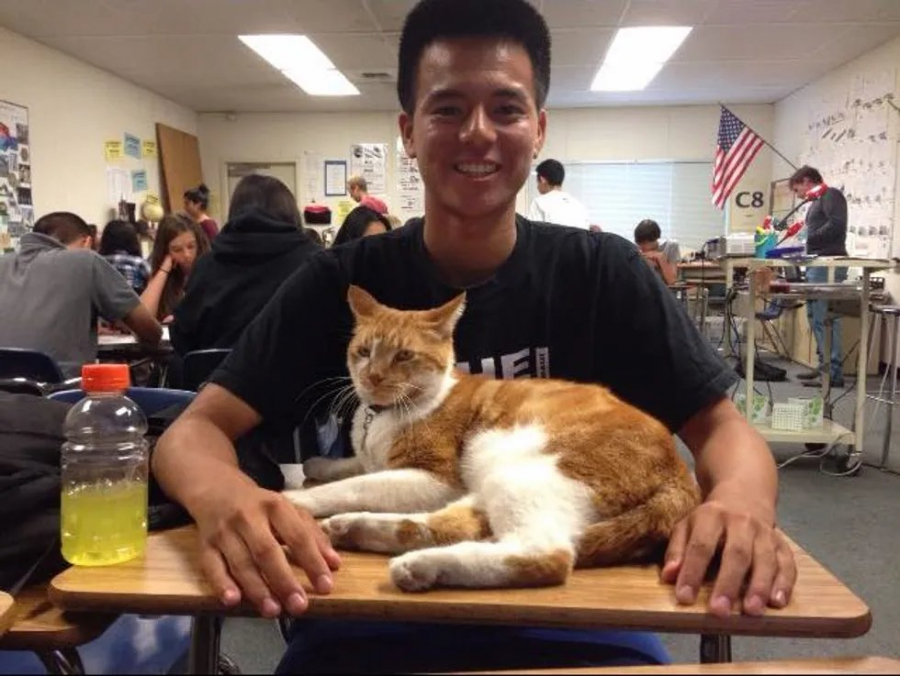 meo_hieu_hoc2