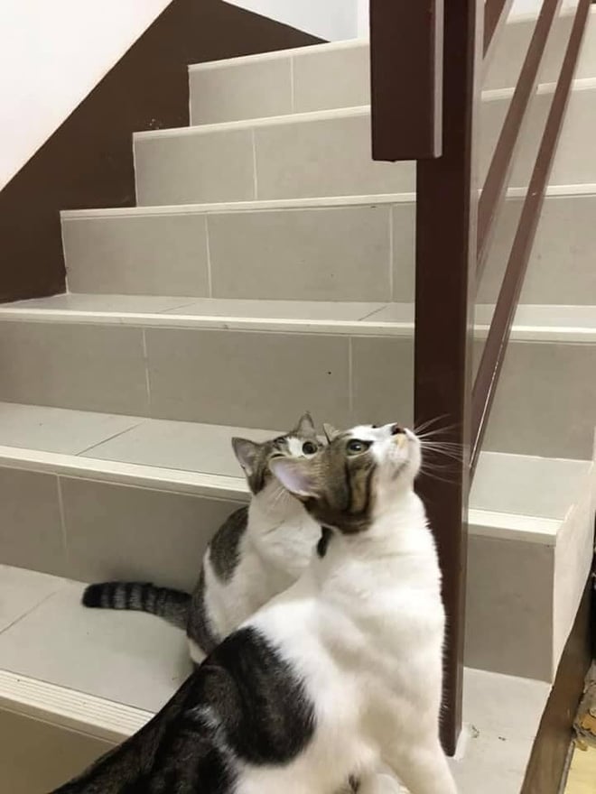 Hai chú mèo nhìn chằm chằm vào tay vịn cầu thang.