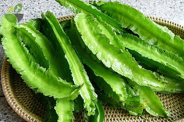 Đậu rồng tốt cho sự phát triển chiều cao của trẻ nhỏ